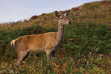 轻松创意游戏《毛线圈》上线Steam 1月14日免费推出